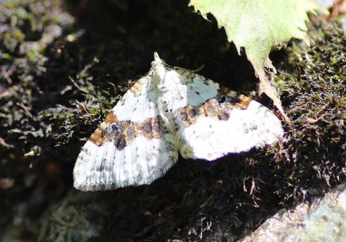 Réf. 245 657 : Xanthorhoe montanata